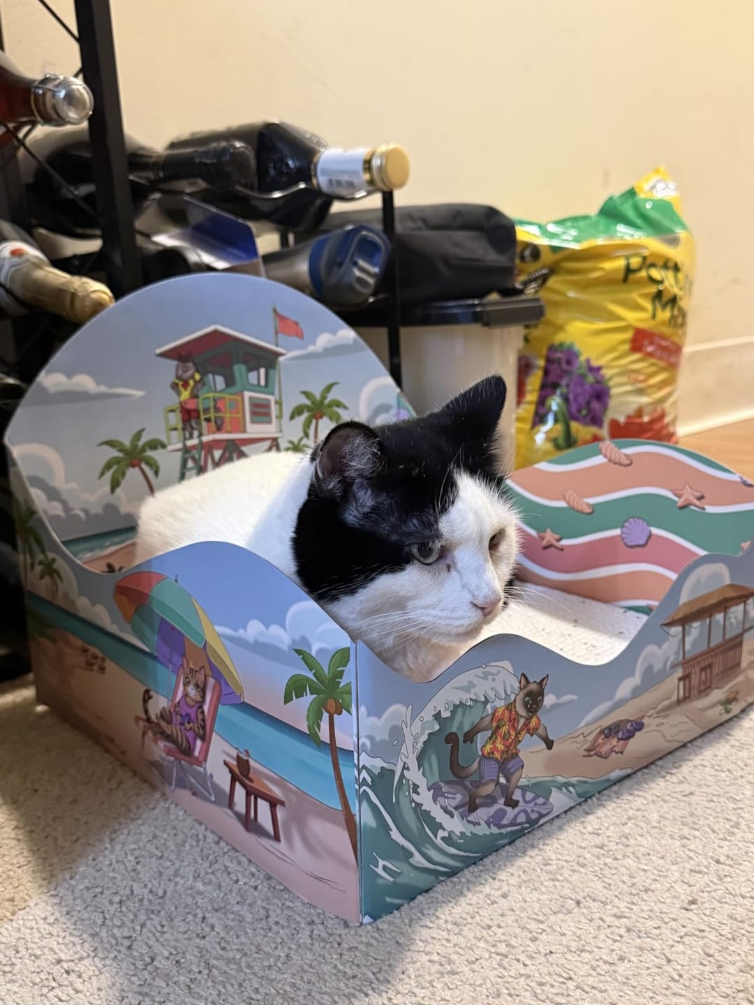 Customer photo review of Meow Beach Sanctuary