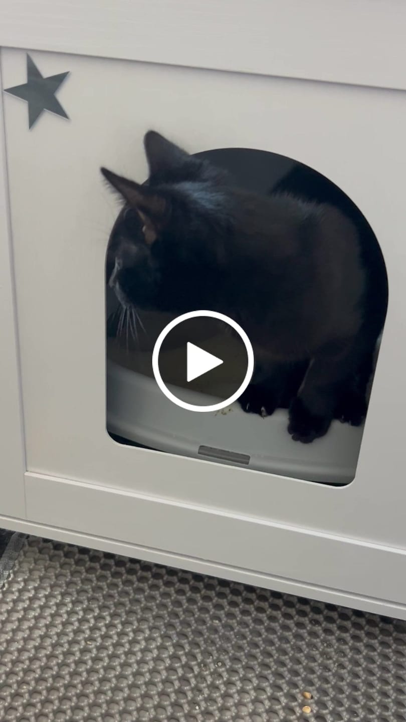 Customer video review of Fit Litter