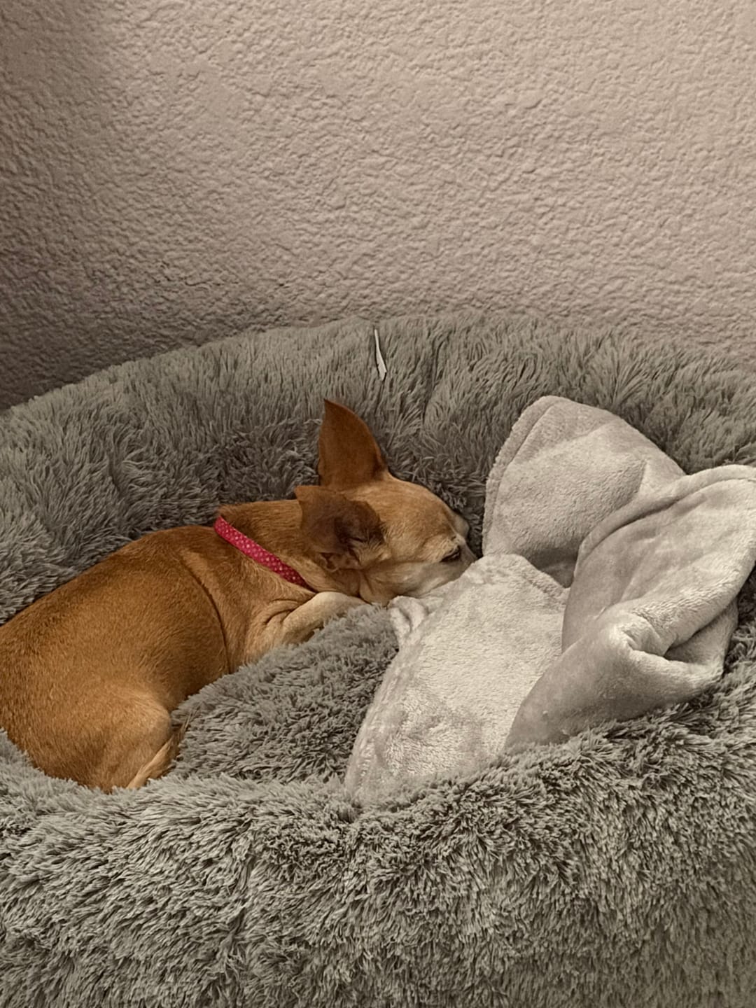 Customer photo review of Manta Relajante para Mascotas