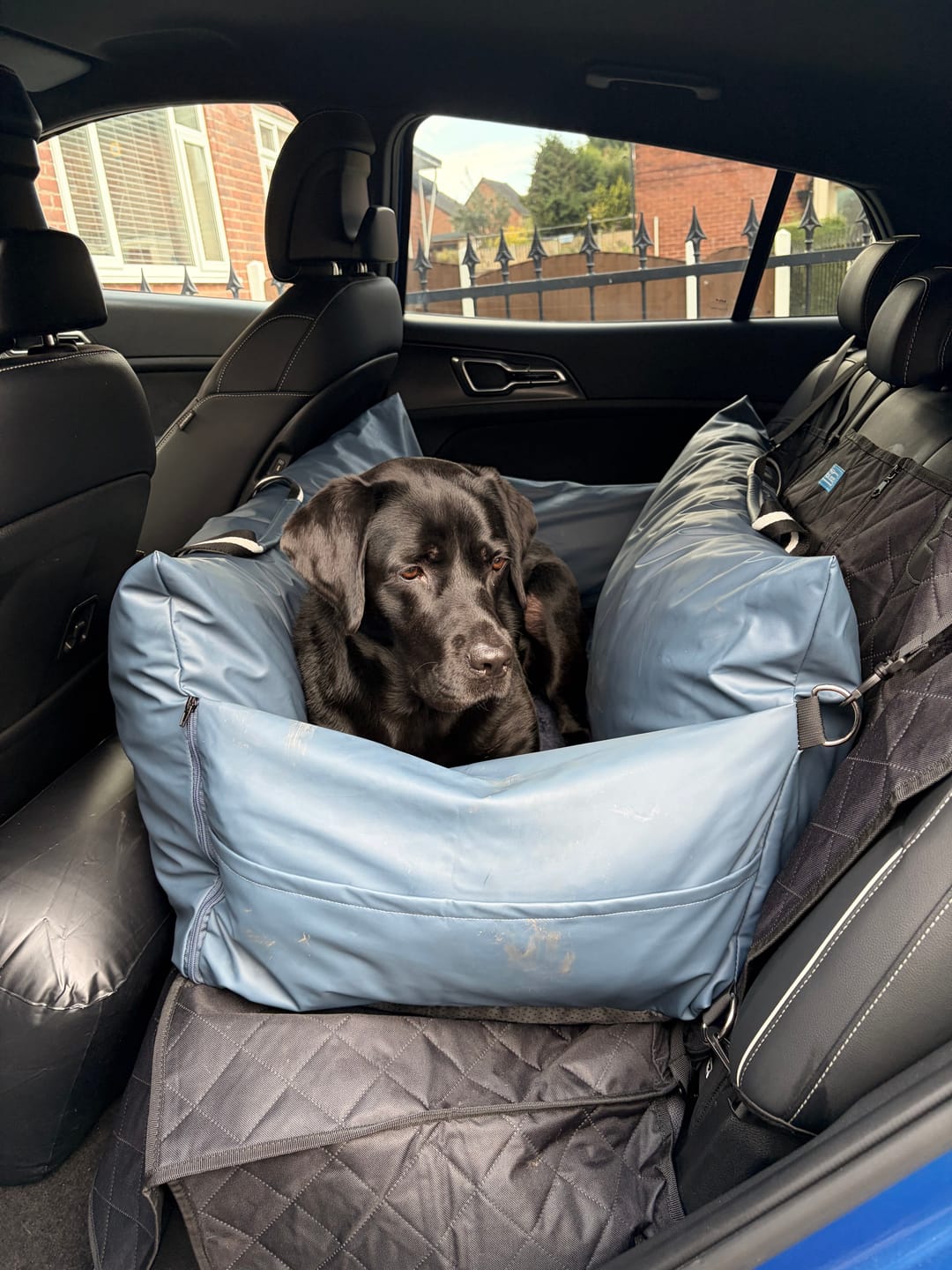 Customer photo review of Dog Dock V2 New & Improved ISO Fix