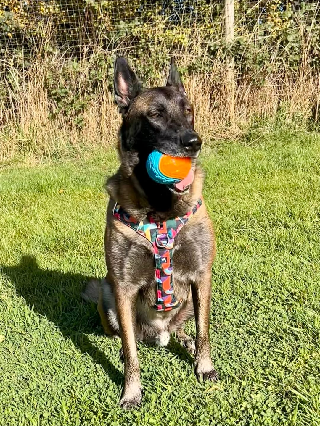 Customer photo review of Adventure Harness