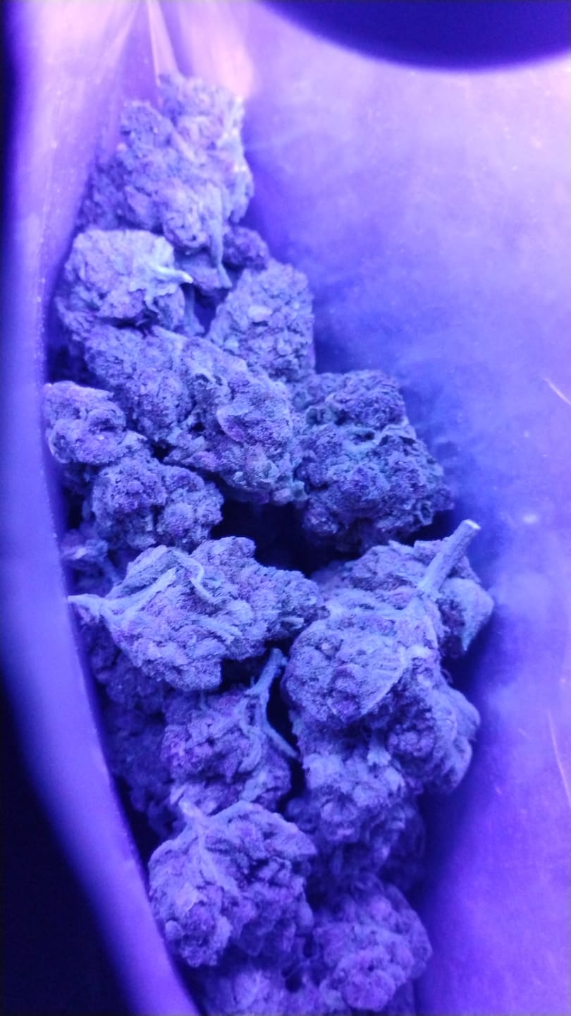 Customer photo review of Tropicana Cherry THCA Flower