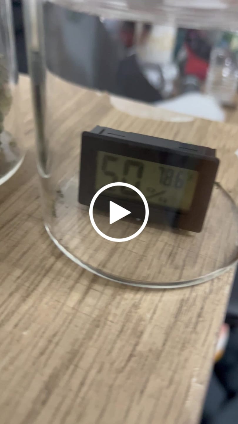 Customer video review of KIND - Toad Venom - 14 Grams - Indica