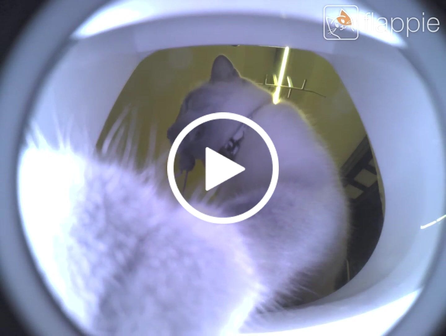 Customer video review of Flappie®