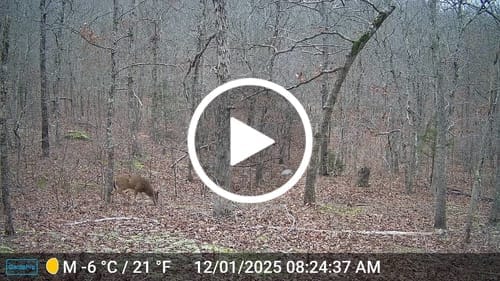 Customer photo review of GardePro Link 1.0 3000ft(1km) Long-Range WiFi Trail Camera