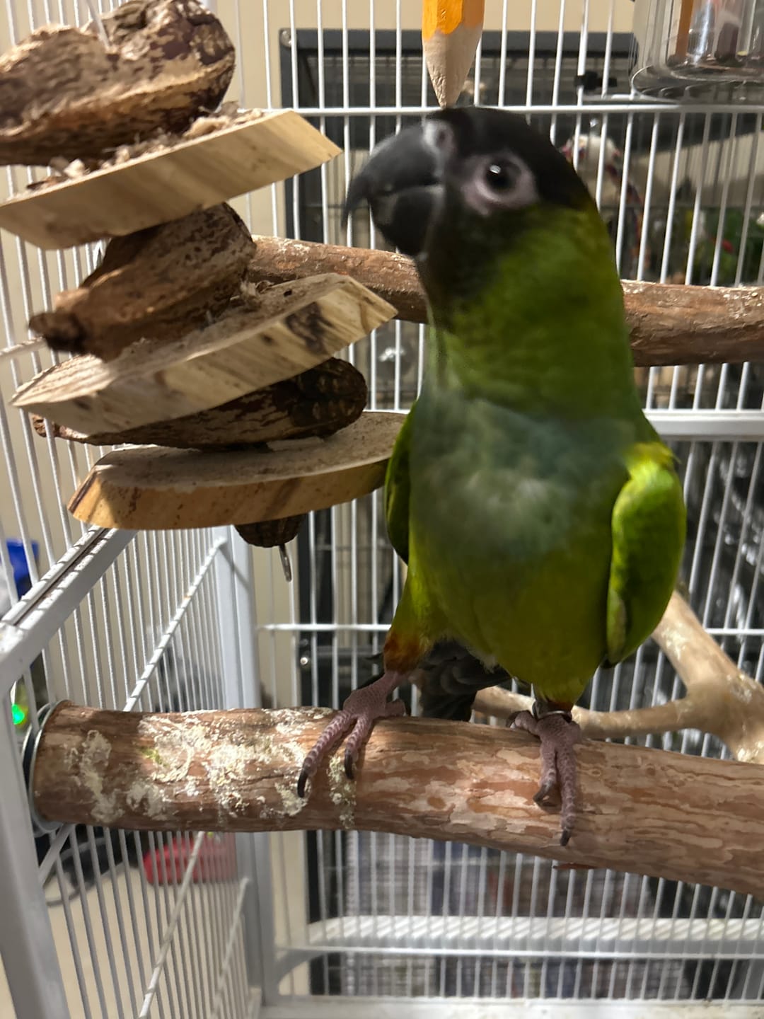 Customer photo review of Yucca & Mahogany Pod Stack - by Cheep Thrills Bird Toys
