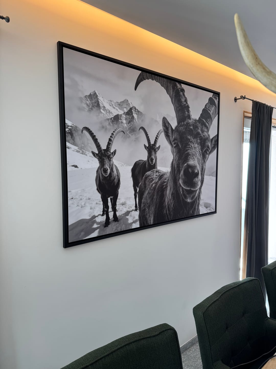 Customer photo review of Alpine Ibex Portrait