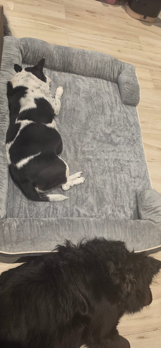 Customer photo review of Cama Ortopédica para Perros