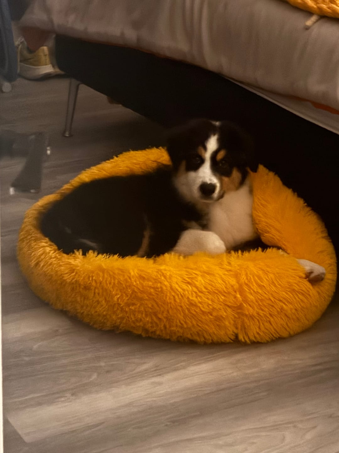 Customer photo review of The Original Fluffy Bean® Pet Bed