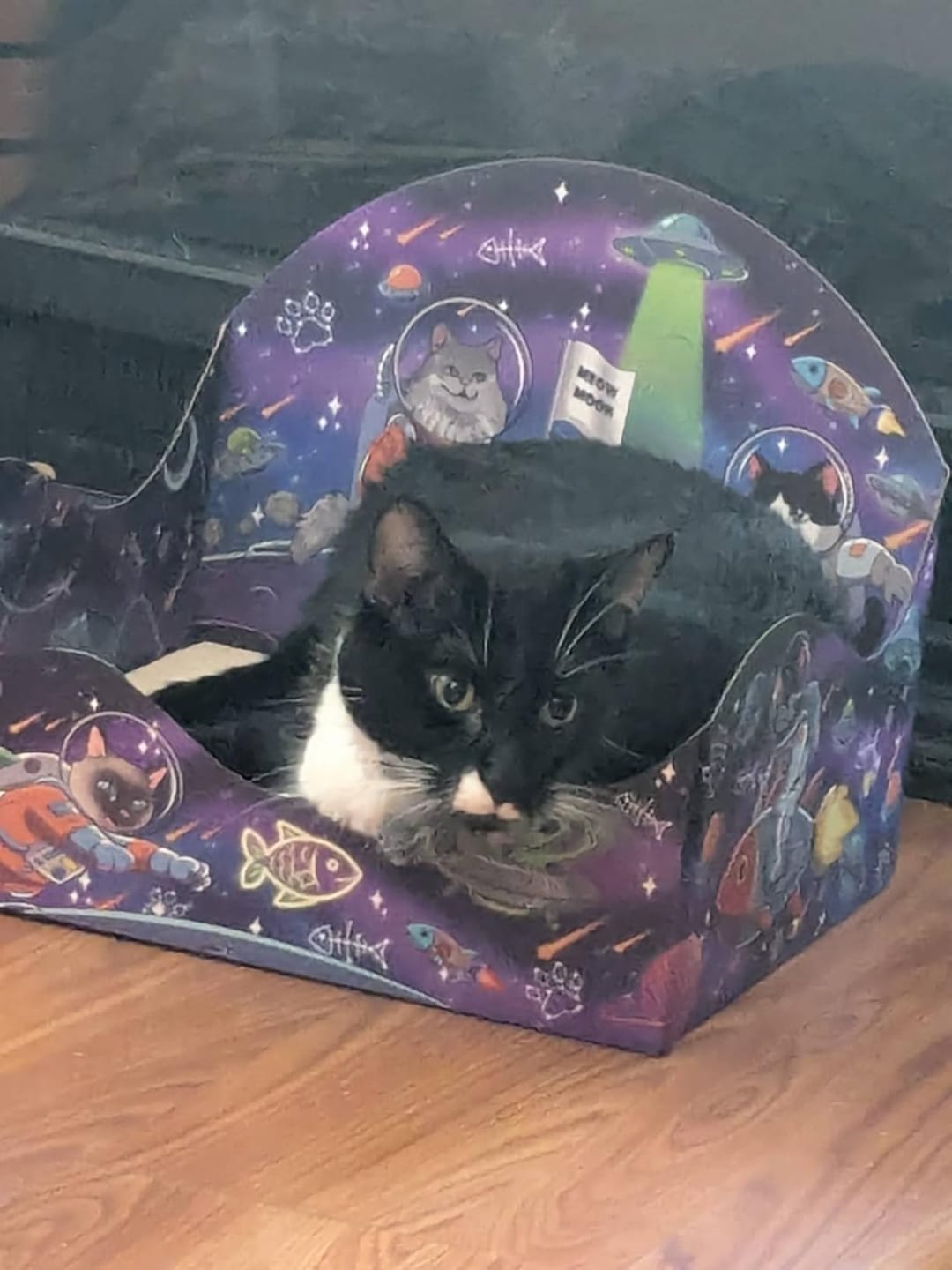 Customer photo review of Meow Moon Sanctuary