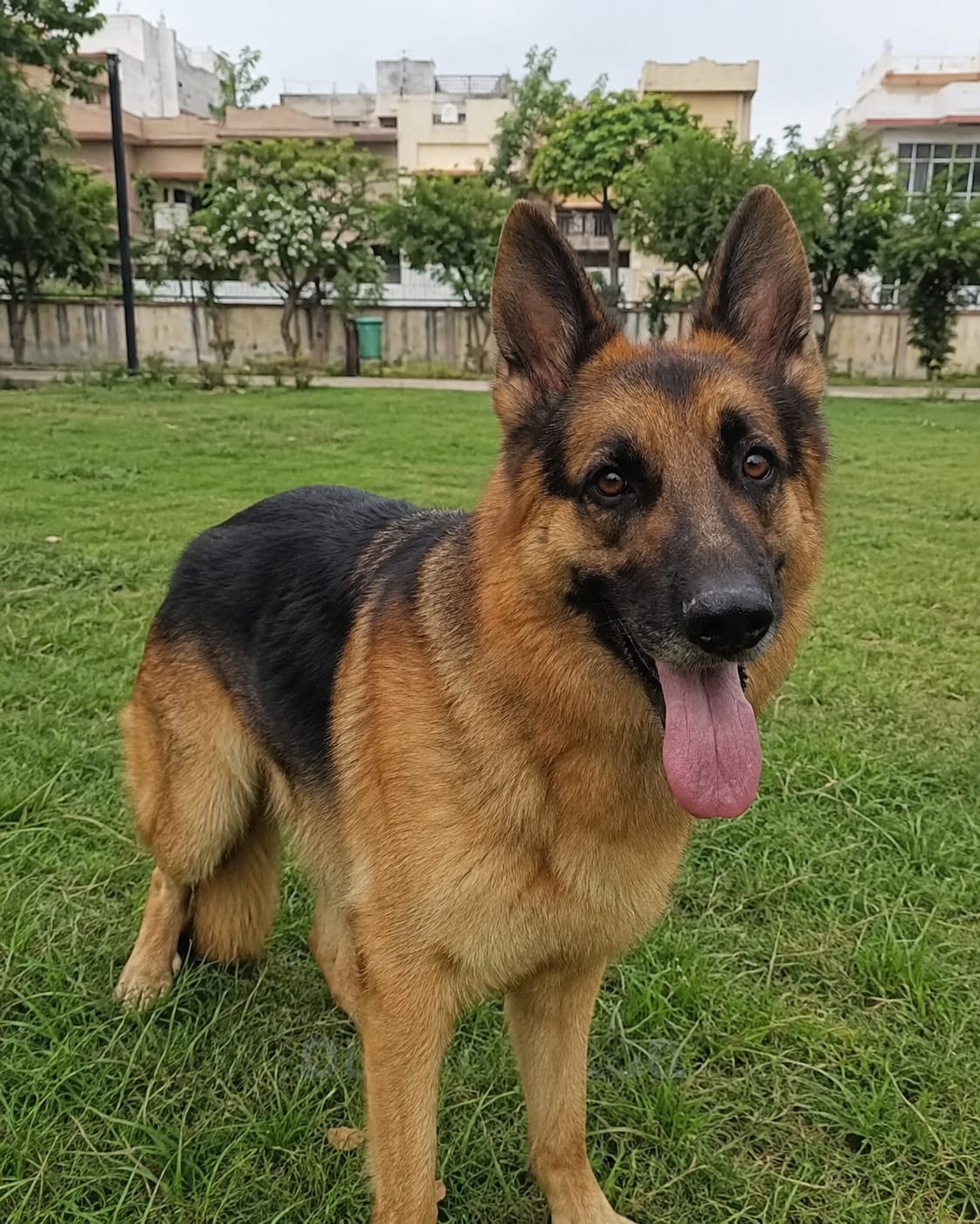 Customer photo review of Joint Support Dog Topper · Glucosamine & Chondroitin for Stiff Joints & Mobility