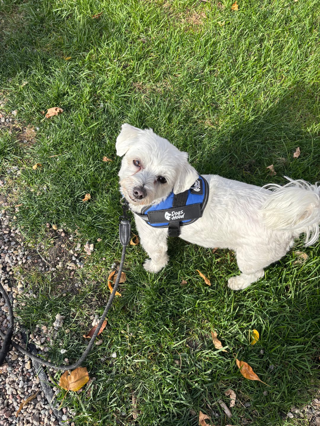 Customer photo review of Dogshood ™ No Pull Harness