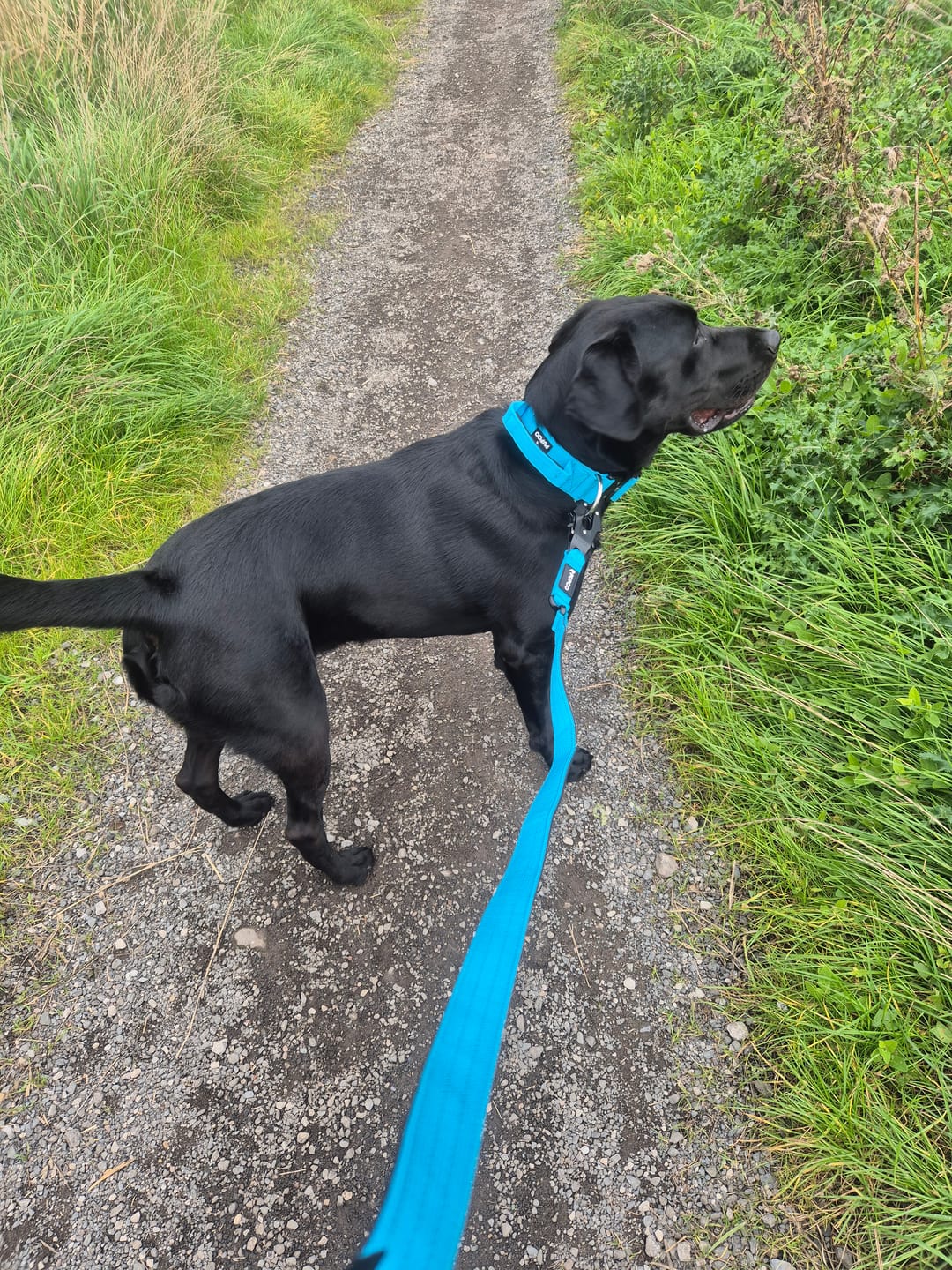 Customer photo review of Performance collar with handle 5CM - Aqua