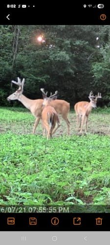Customer photo review of GardePro Link 1.0 3000ft(1km) Long-Range WiFi Trail Camera