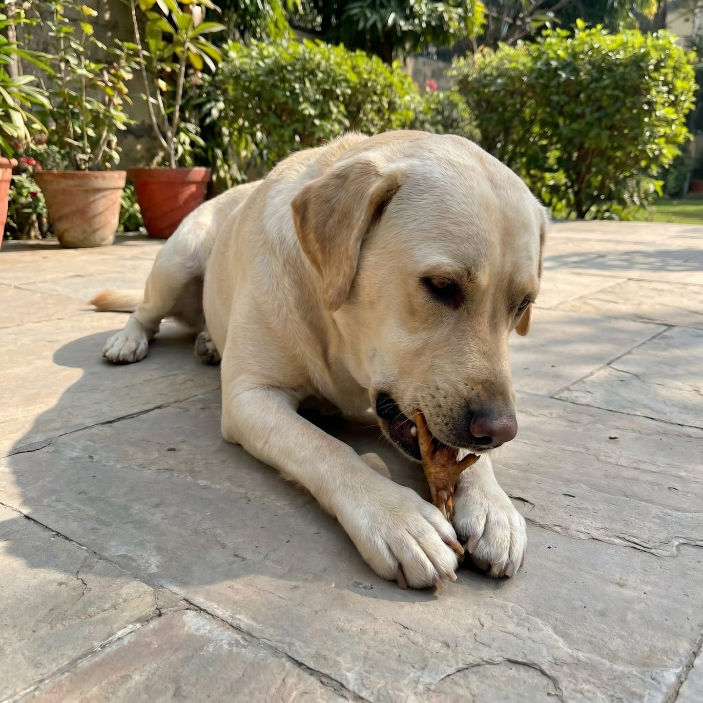 Customer photo review of Dehydrated Chicken Feet (Dog)