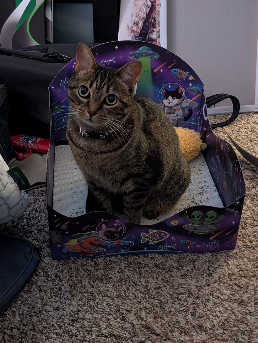 Customer photo review of Meow Moon Sanctuary