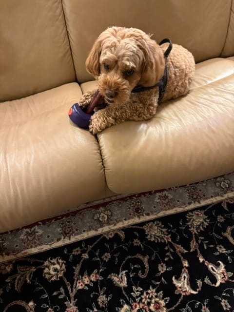 Customer photo review of 6 Inch Thick Bully Stick