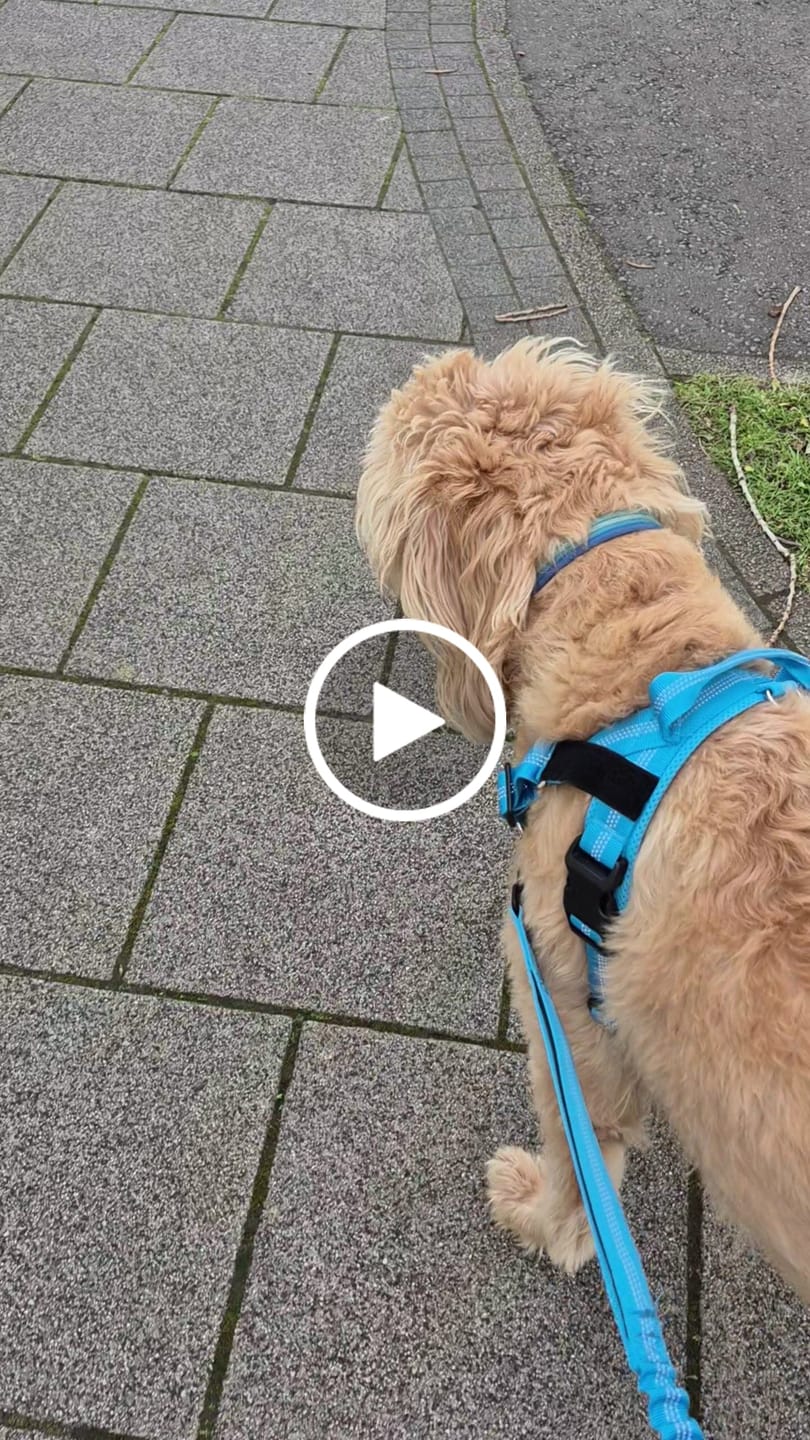 Customer video review of 🎁 FREE ParoPet Bungee Lead