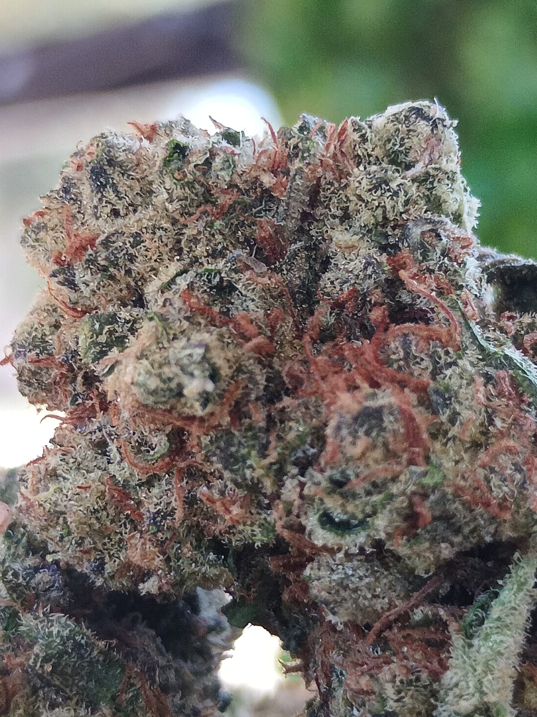 Customer photo review of Karat Cake THCA Flower