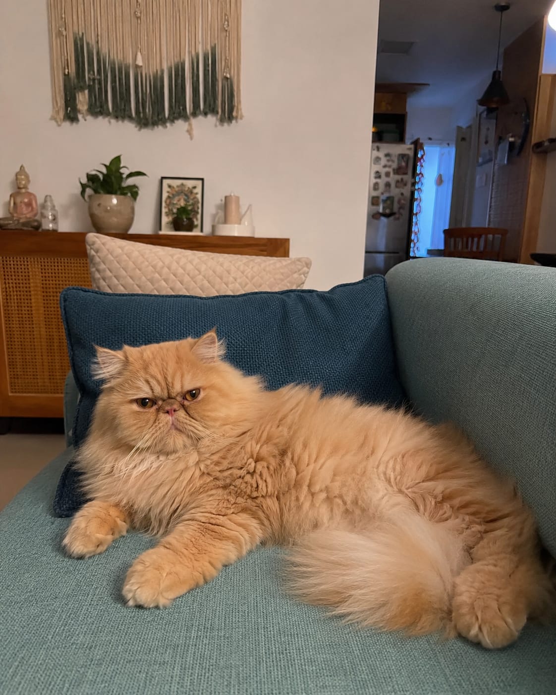 Customer photo review of Gut Health Cat Topper · 6 Billion CFU Probiotics for Loose Stools, Hairballs & Sensitive Stomachs