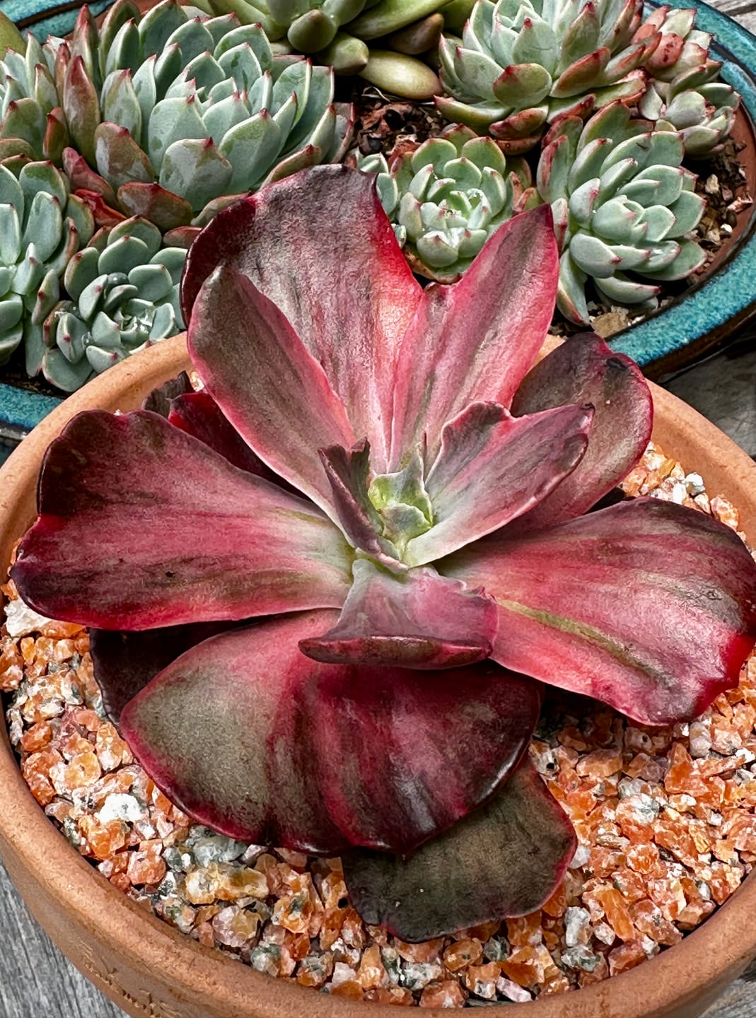 Customer photo review of Echeveria 'Red Phoenix' Variegated
