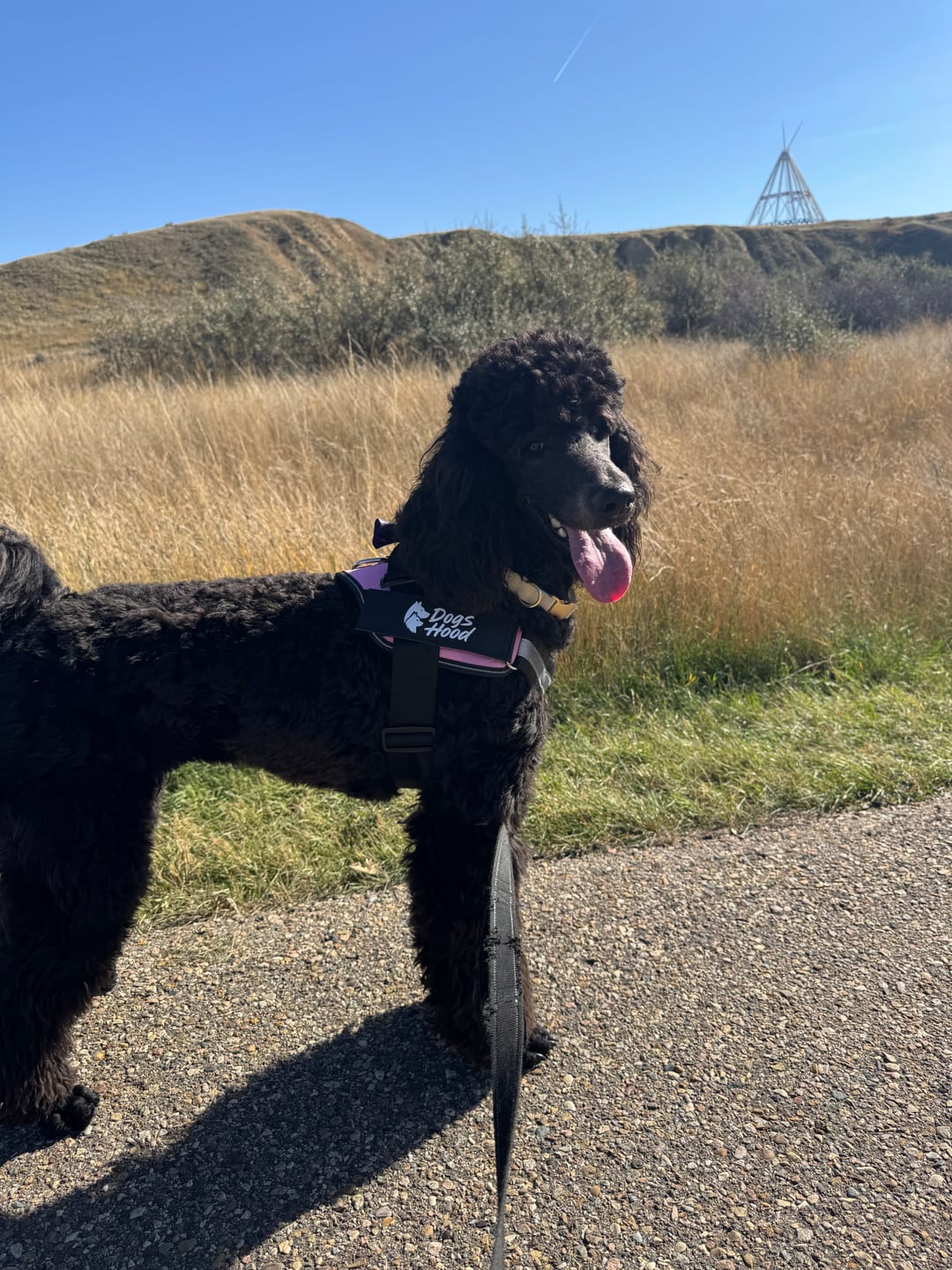 Customer photo review of Dogshood ™ No Pull Harness