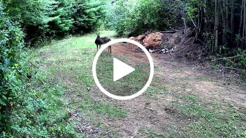 Customer photo review of GardePro Link 1.0 3000ft(1km) Long-Range WiFi Trail Camera