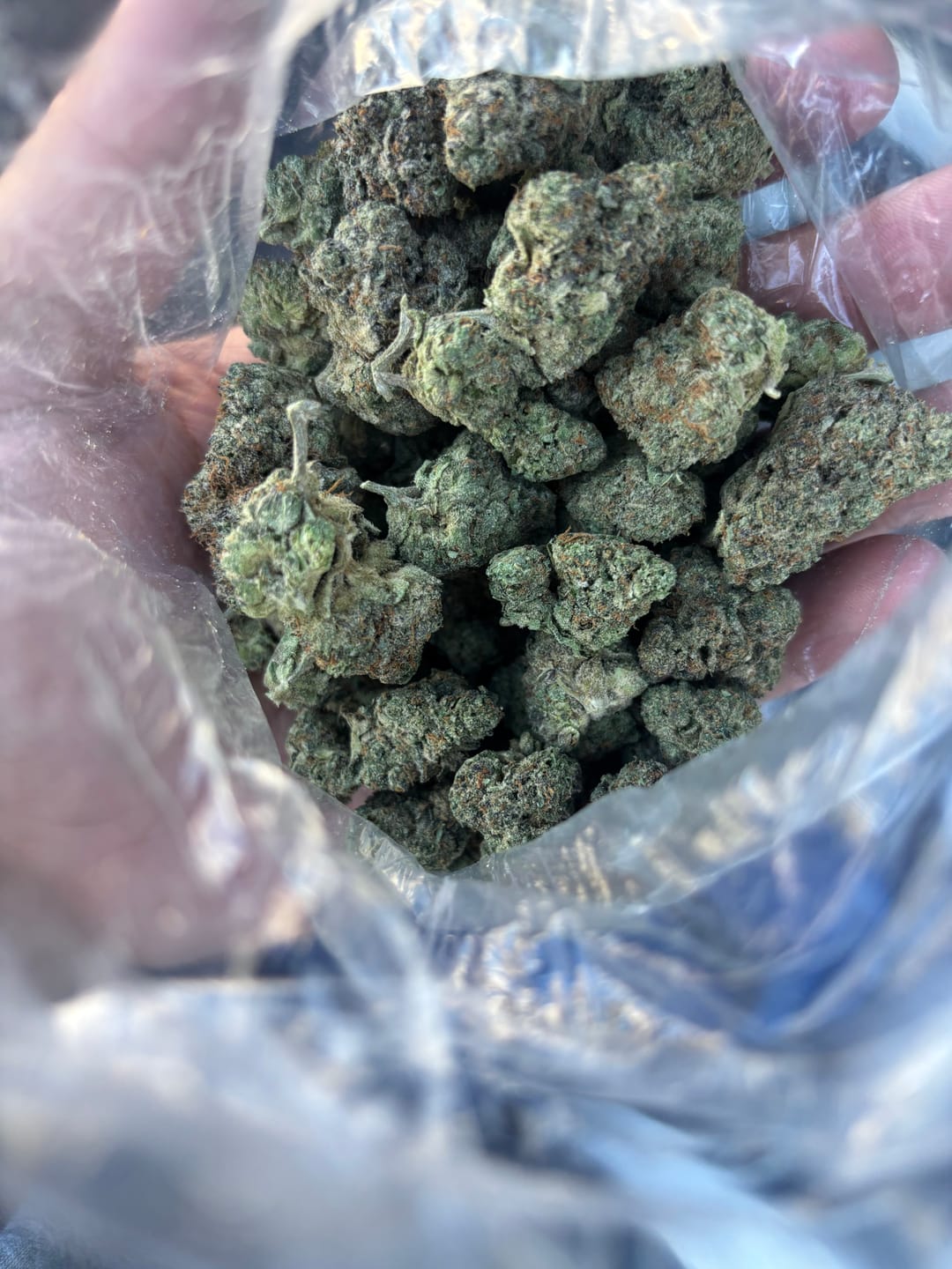 Customer photo review of Ice Cream Cake Indoor - Bulk - Indica