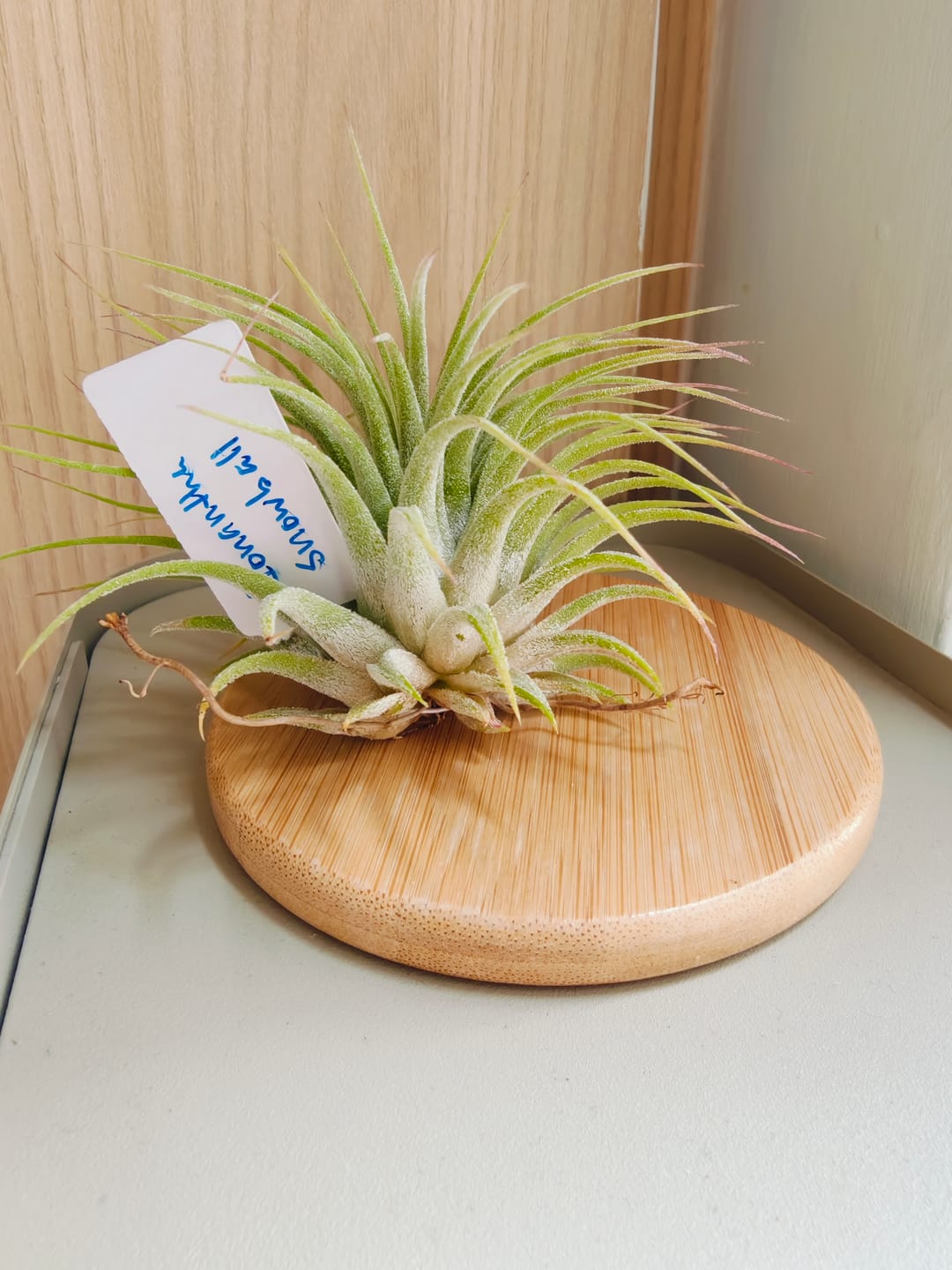Customer photo review of Ionantha Snowball (SALE!)