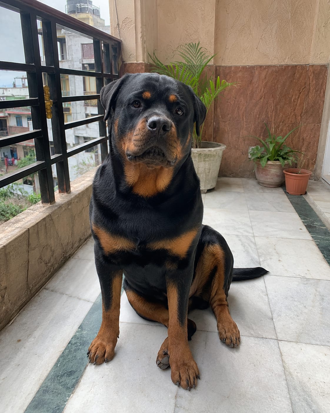 Customer photo review of Skin & Coat Dog Topper · 460mg Omega-3 for Dull Coat, Itchy Skin & Shedding