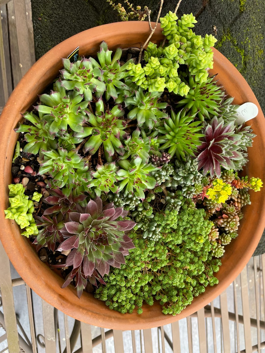 Customer photo review of Orostachys boehmeri - Chinese Dunce Cap