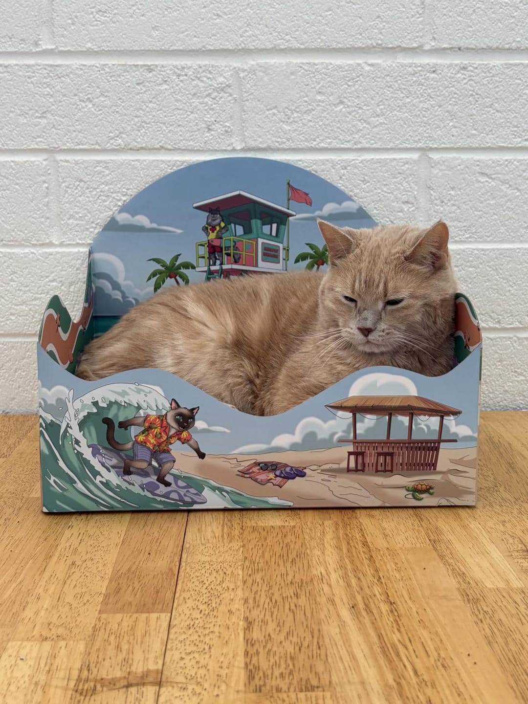 Customer photo review of Meow Beach Sanctuary