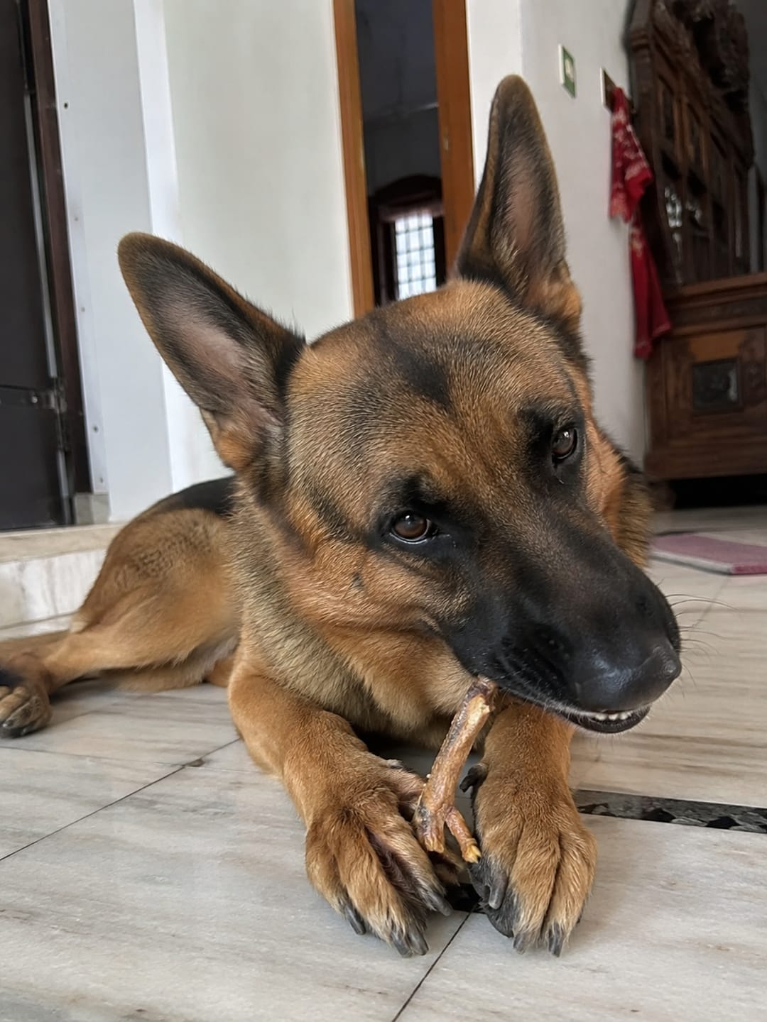 Customer photo review of Dehydrated Chicken Feet (Dog)