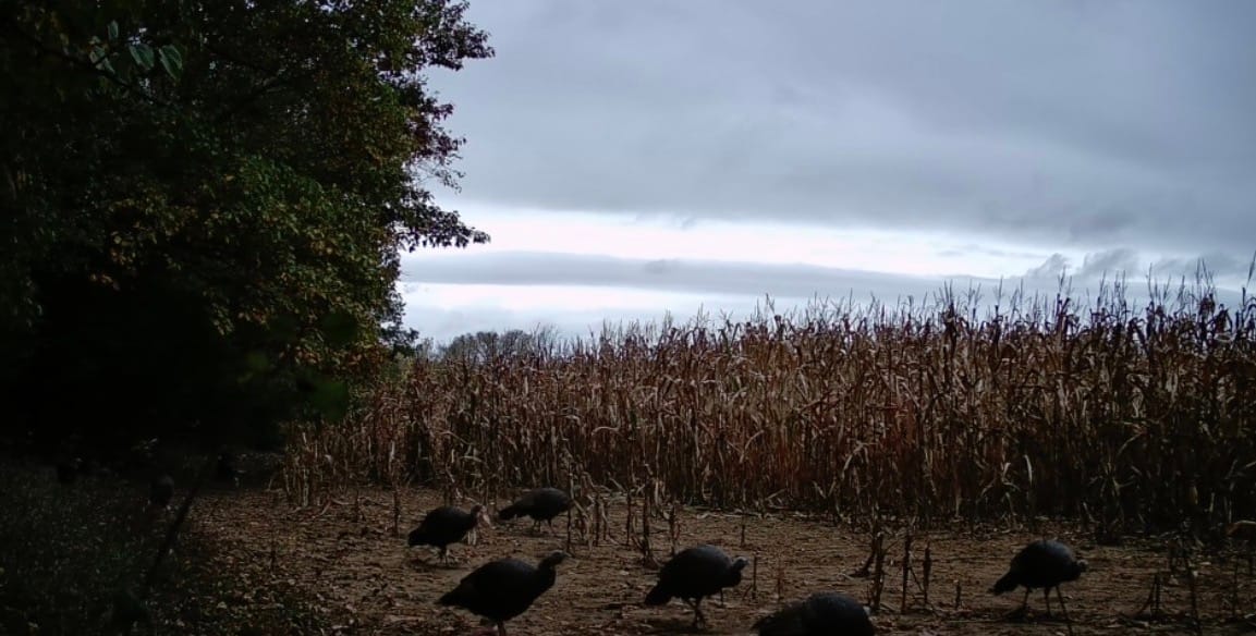 Customer photo review of GardePro X66 Pro Cellular Trail Camera