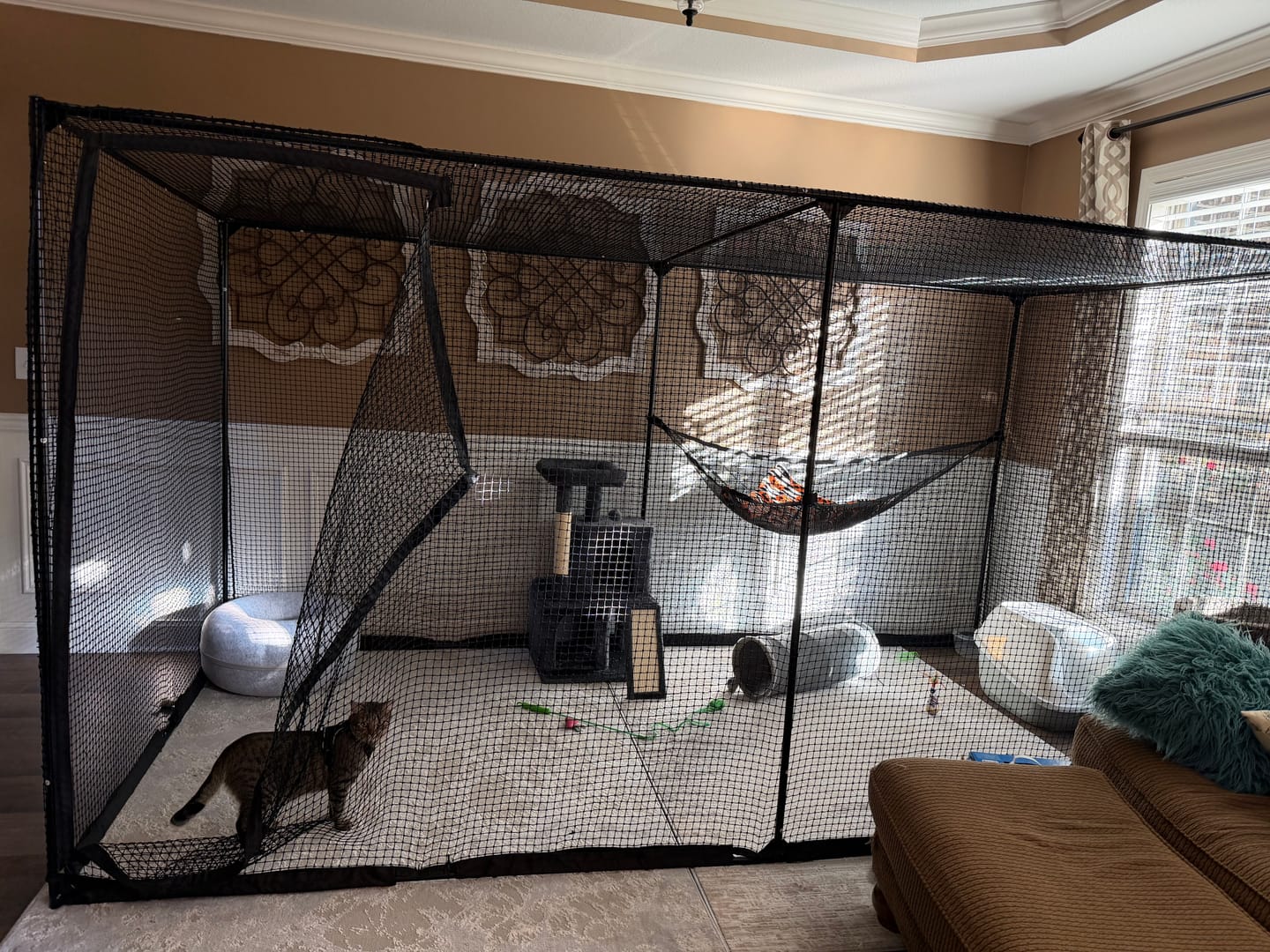 Customer photo review of Cat Enclosure | XL
