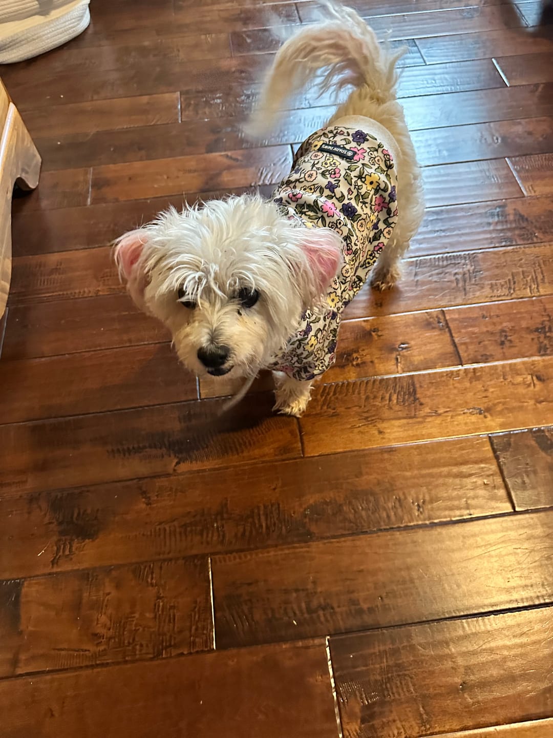 Customer photo review of Vintage Flower Dog Hoodie - Light Grey