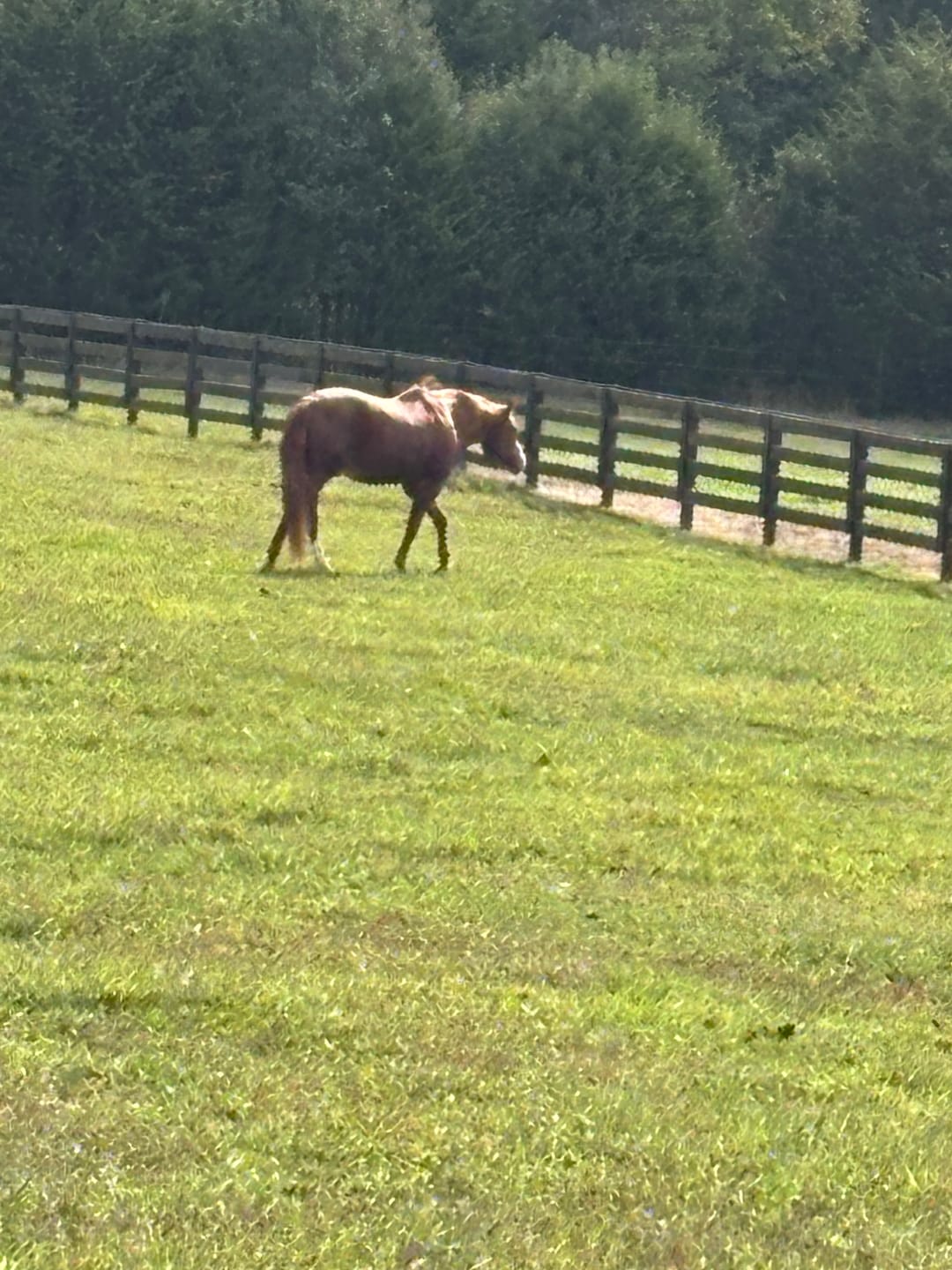 Customer photo review of OptiWize Collagen +Plus Horse Joint Supplement
