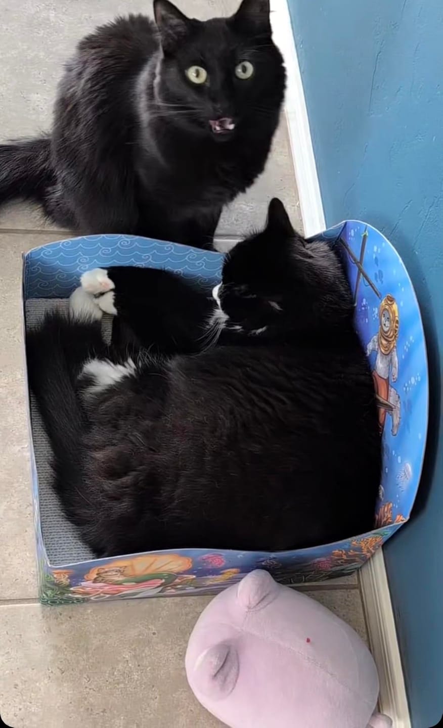 Customer photo review of Meow Reef Sanctuary