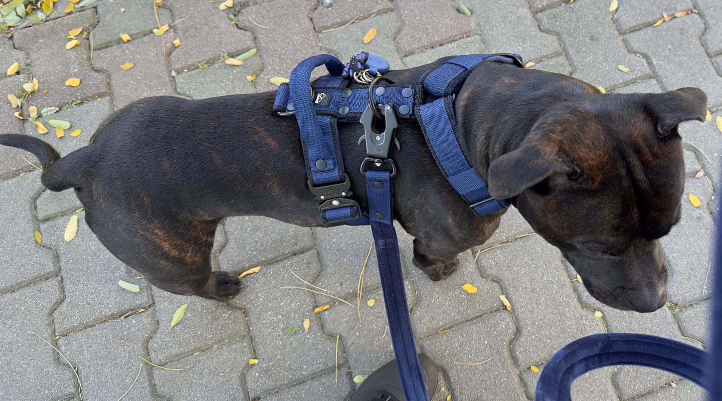 Customer photo review of Szelki z szybką klamrą - Easy Walk Extreme Black Edition Navy Blue