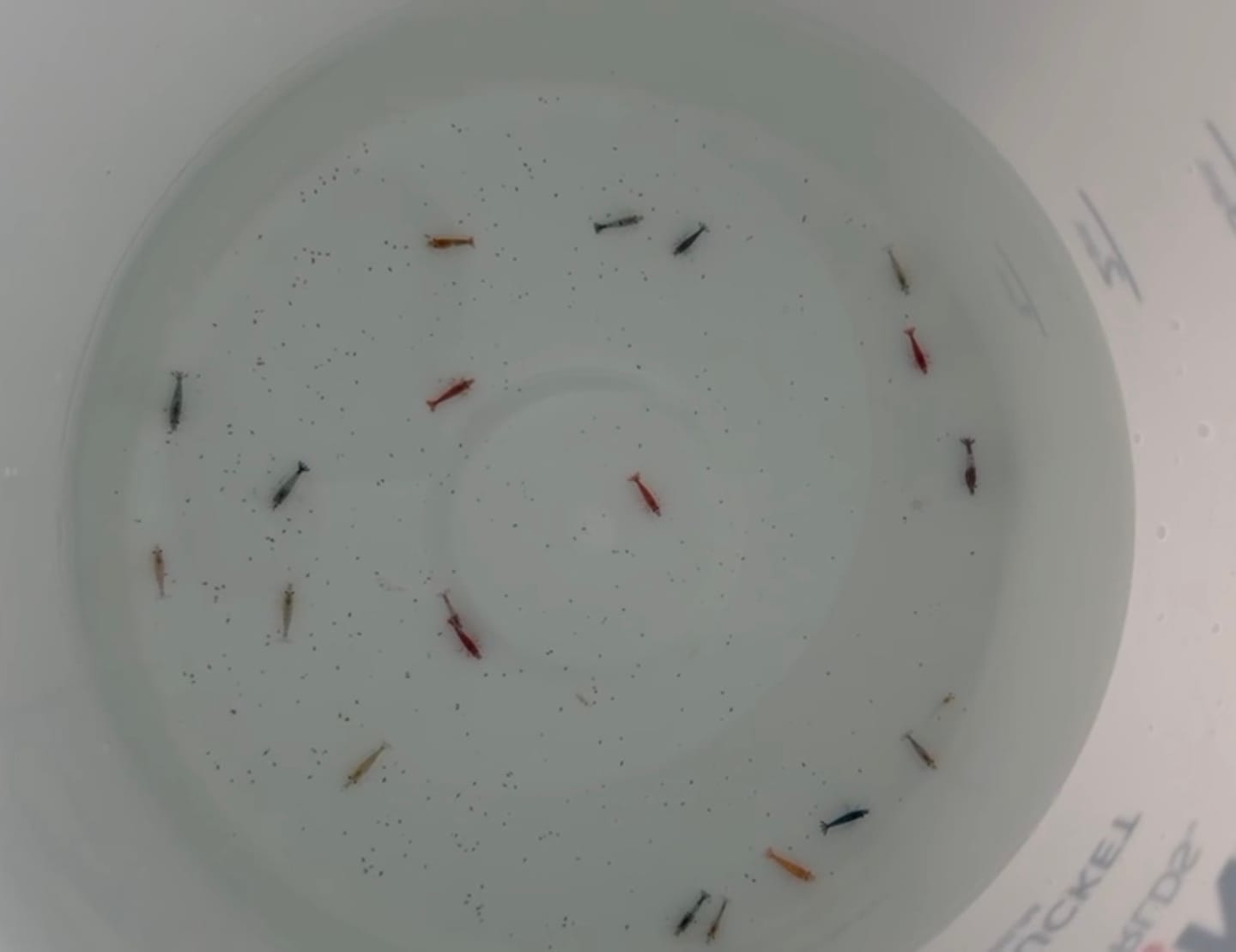 Customer photo review of Neocaridina Skittles Shrimp Pack – Assorted Freshwater Colors