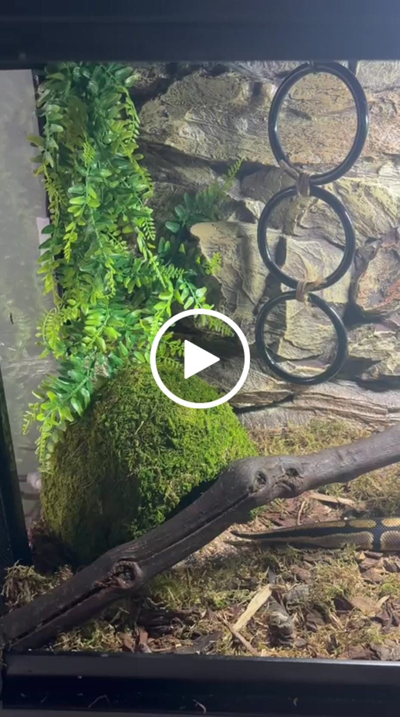 Customer video review of Dôme Mousse Naturelle REPTIZOO - 23 cm