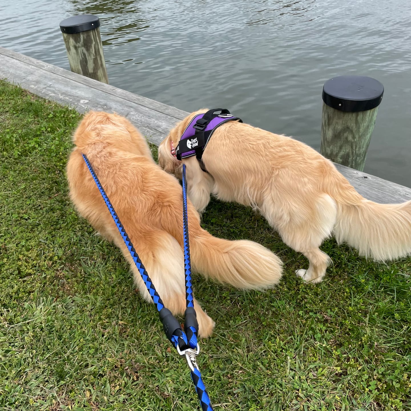 Customer photo review of Double Leash — Walk Two Dogs, One Leash