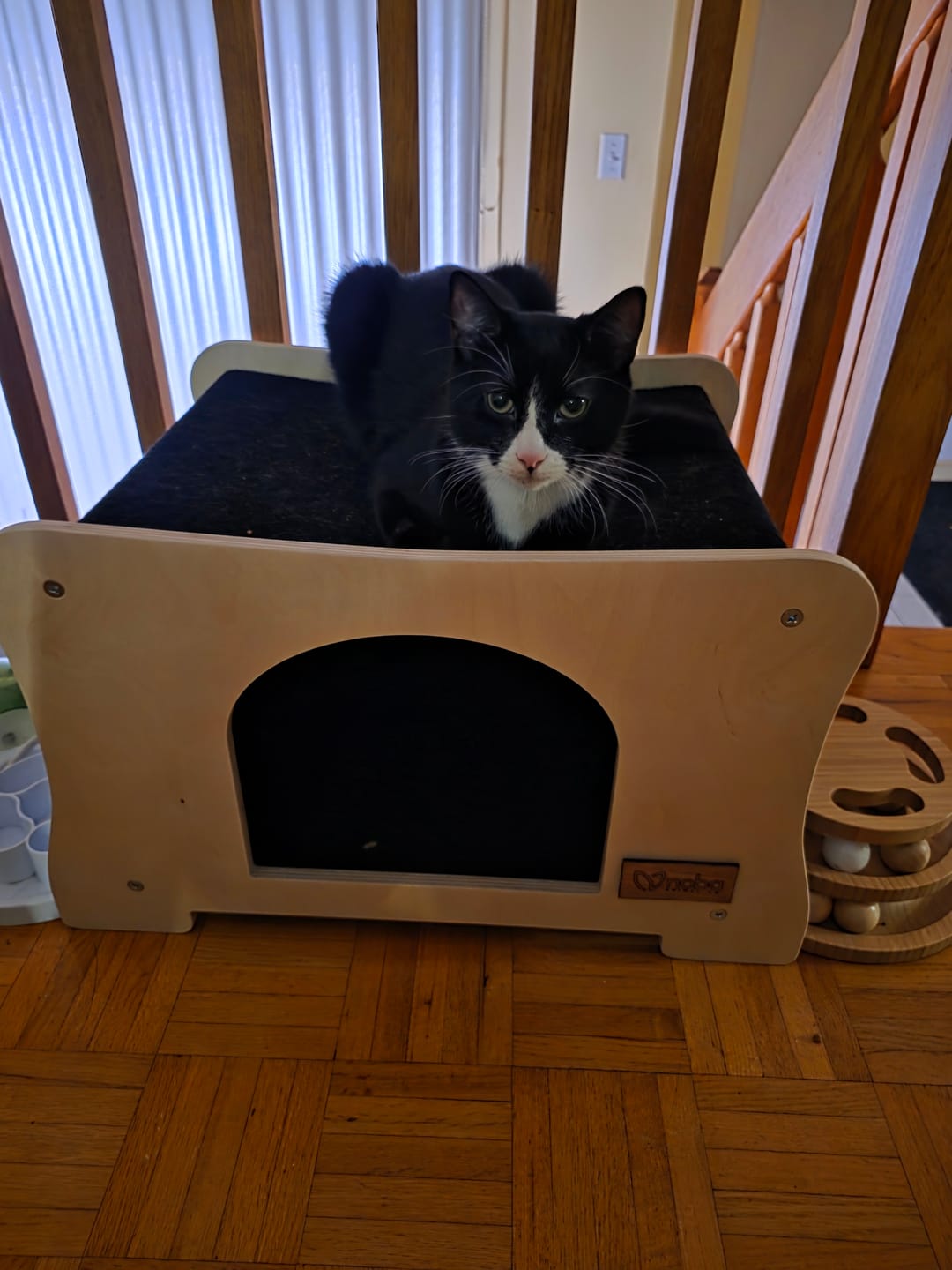 Customer photo review of The Hammock Scratchable Cat House