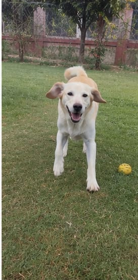 Customer photo review of Daily Dog Topper · 12-in-1 Vital Benefits