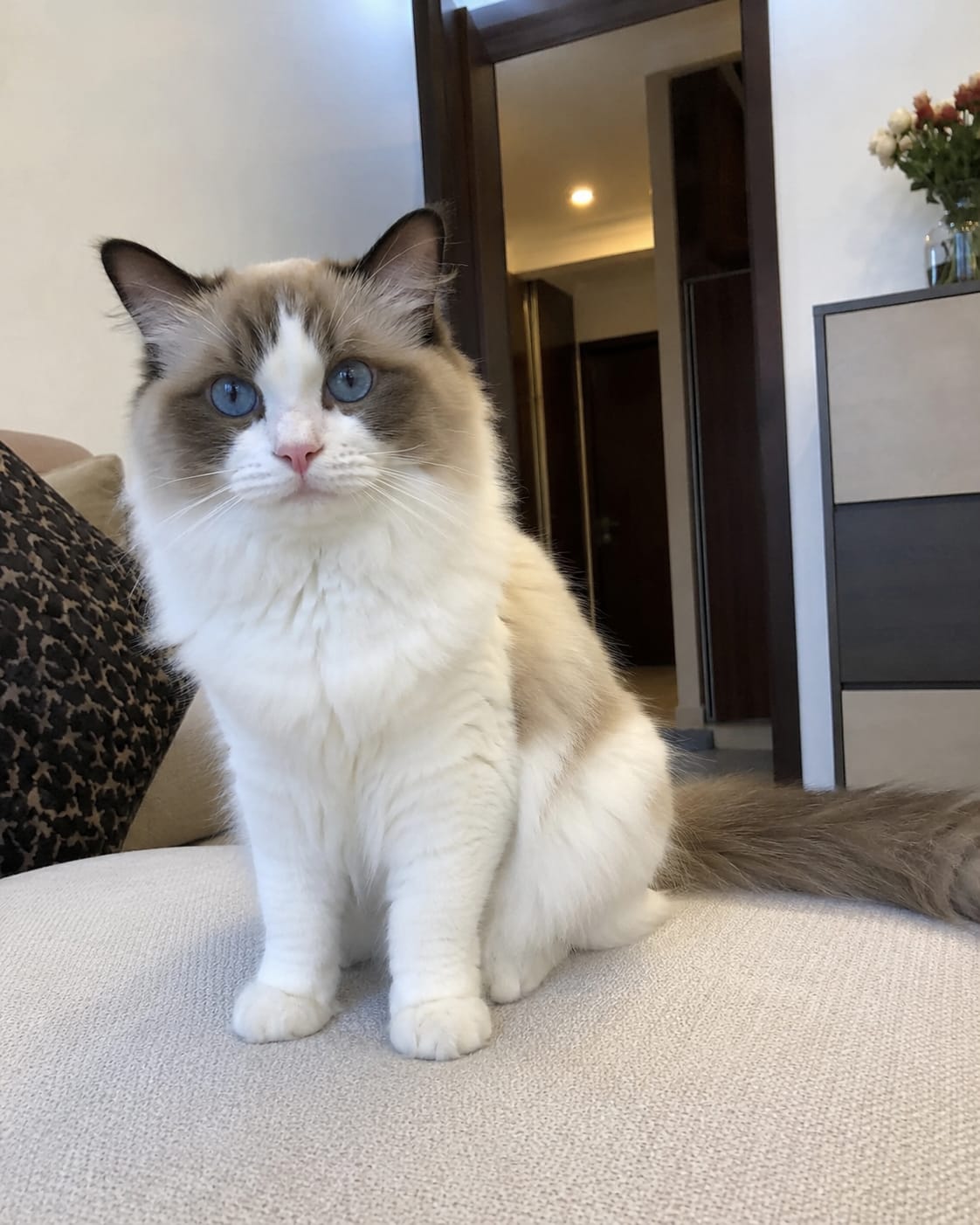 Customer photo review of Skin & Coat Cat Topper · 460mg Omega-3 for Dull Coat, Itchy Skin & Shedding