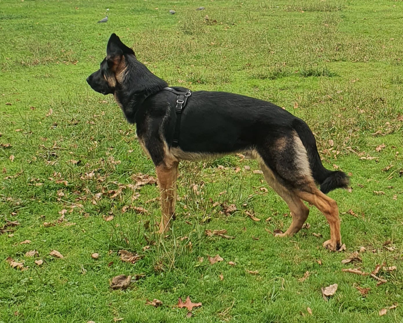 Customer photo review of Grain Free Giant Puppy
