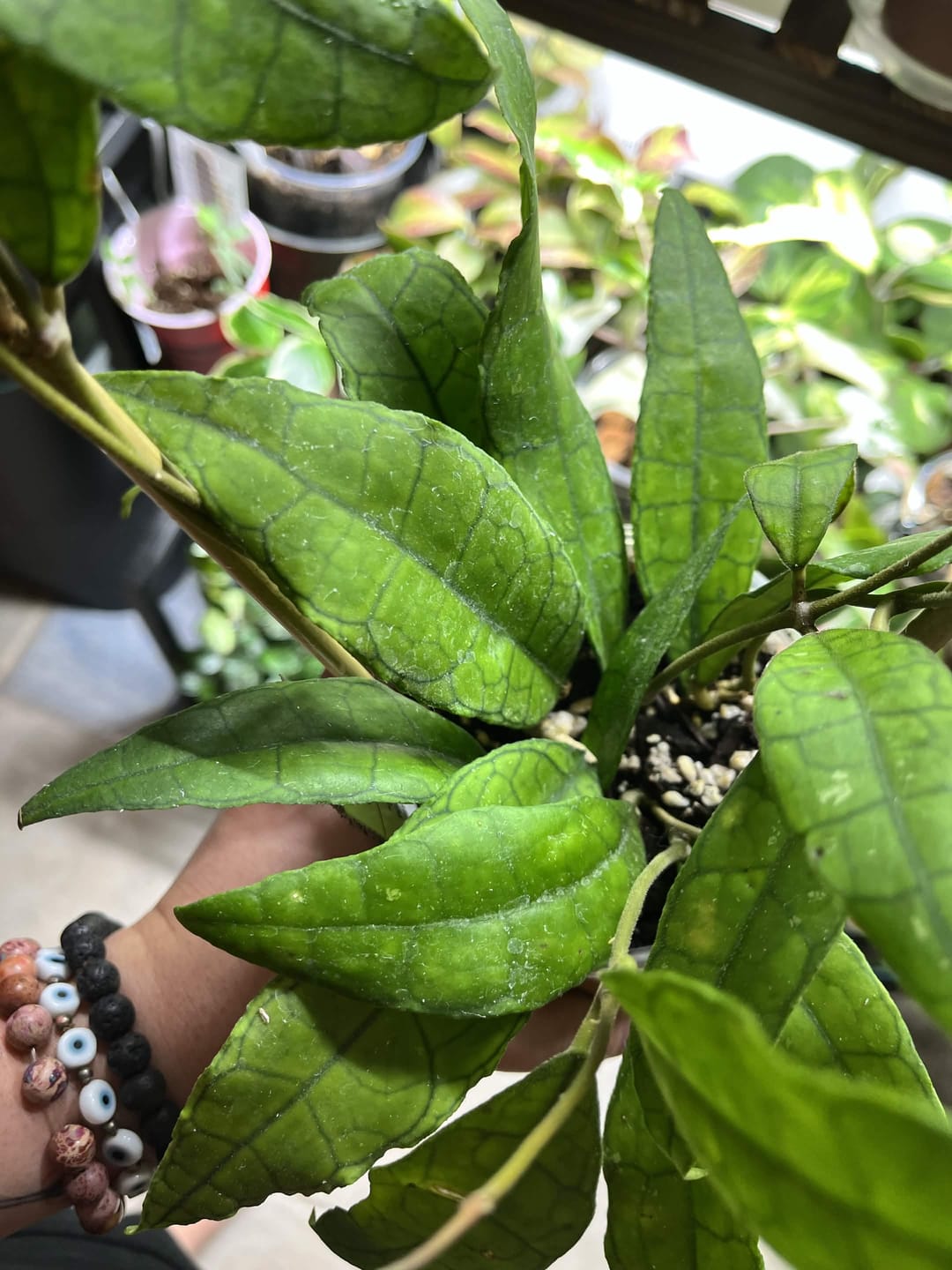 Customer photo review of Hoya UT-073