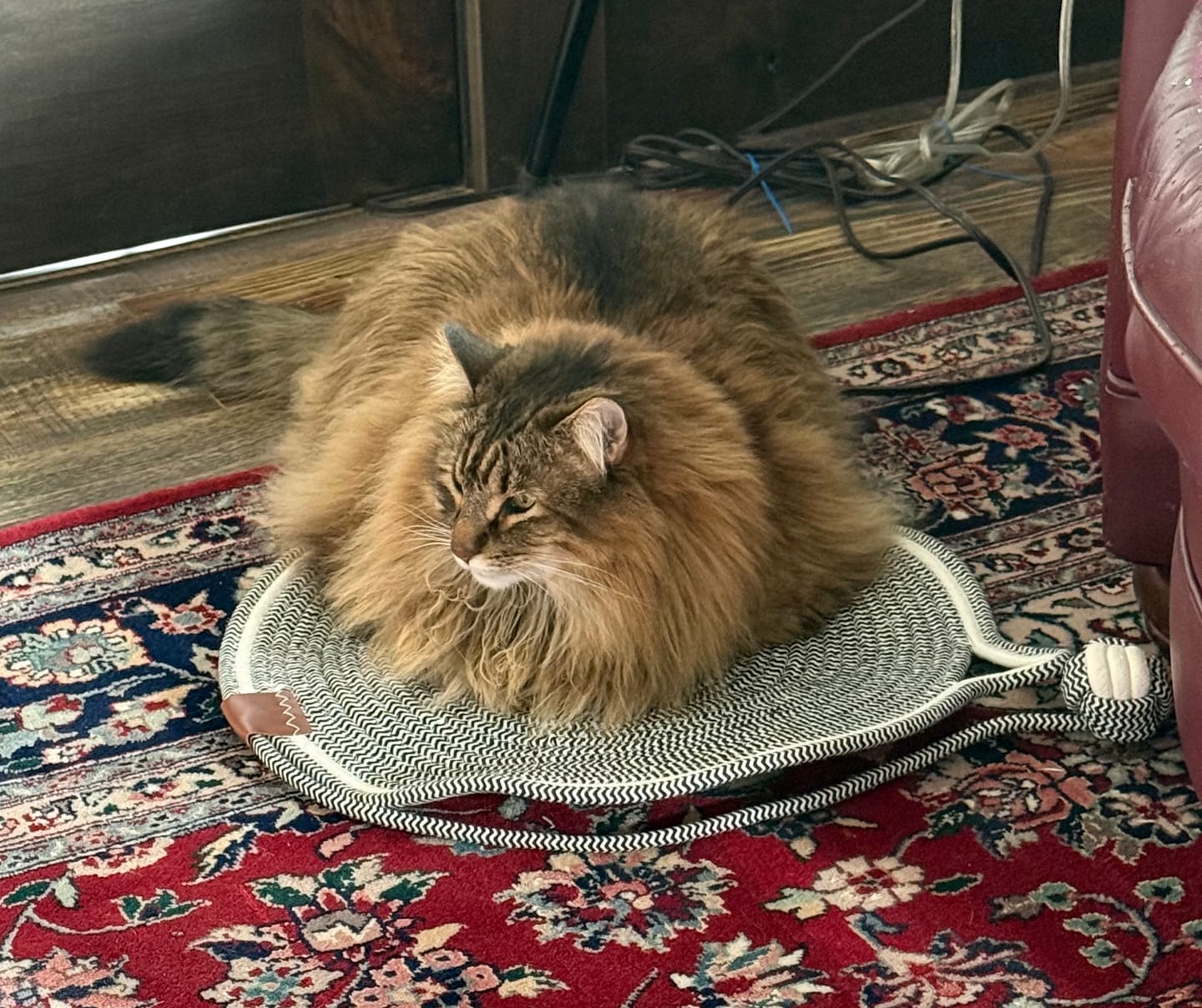 Customer photo review of Instinct Mat | The Scratching Mat Her Biology Actually Recognizes (NEW)