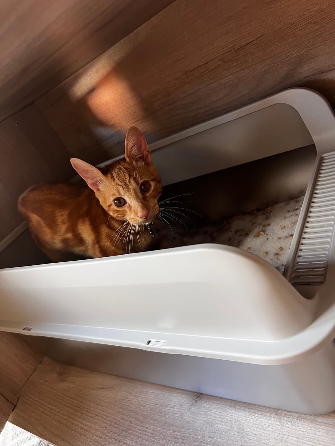 Customer photo review of Fit Litter