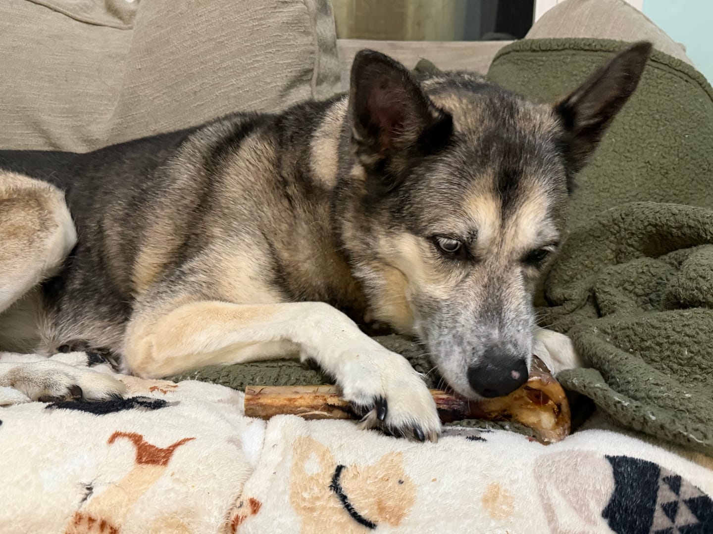 Customer photo review of Medium Ostrich Cane (10" x 3"): The Long-Lasting, Flavor-Packed Chew for Medium & Large Dogs